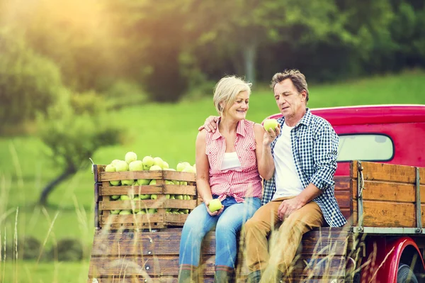 Ehepaar erntet Äpfel — Stockfoto