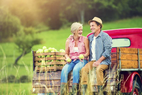 Pareja cosechando manzanas —  Fotos de Stock