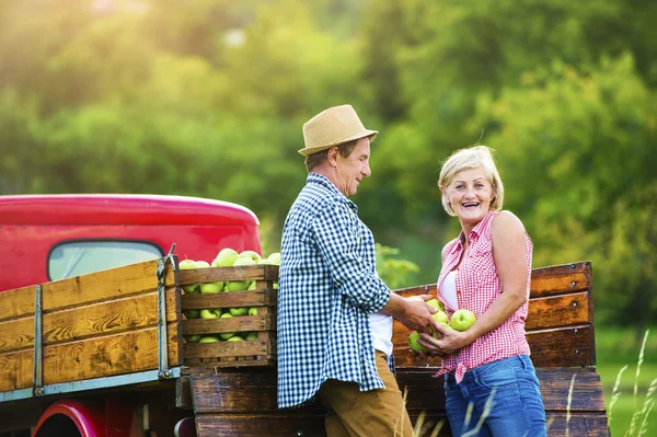 Pareja cosechando manzanas — Foto de Stock