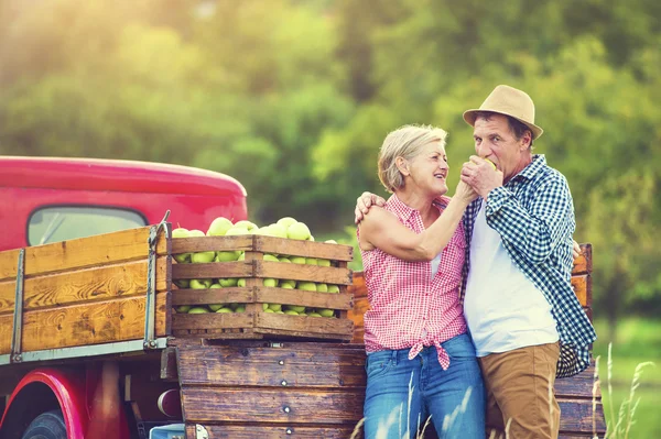 Pareja cosechando manzanas —  Fotos de Stock