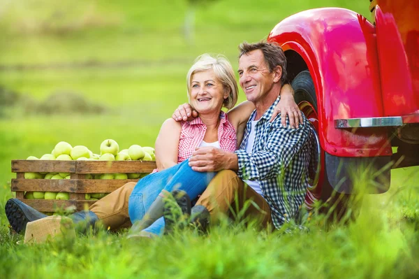 Pareja cosechando manzanas — Foto de Stock