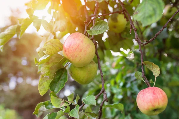 Kvinnliga skördar äpplen — Stockfoto
