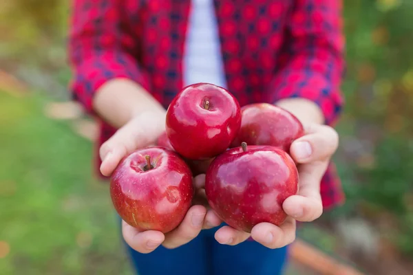 Vrouw die appels oogst — Stockfoto