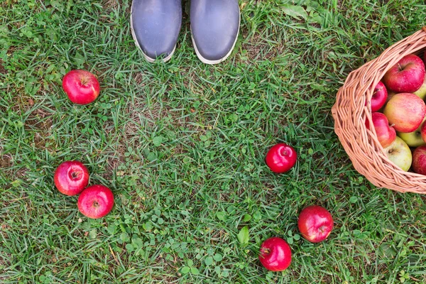 Mujer cosechando manzanas — Foto de Stock