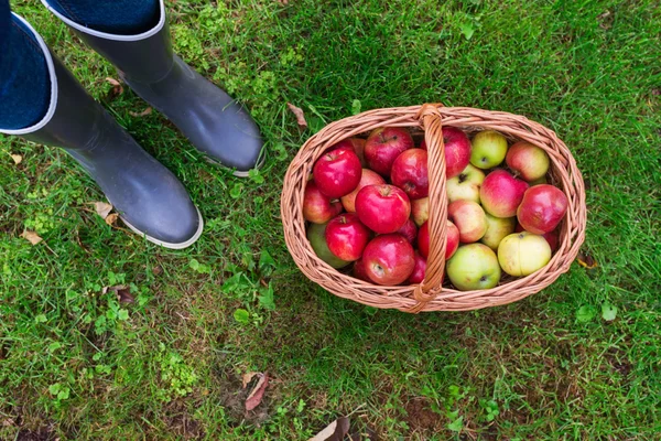 Kvinnliga skördar äpplen — Stockfoto