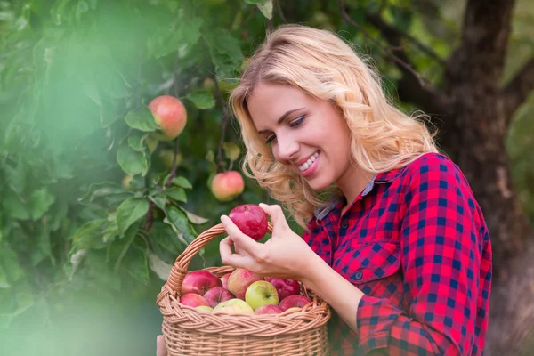 美しい女性のリンゴを収穫 — ストック写真