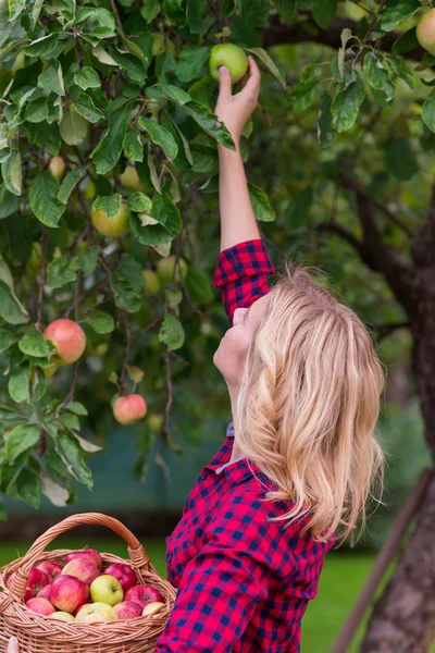Hermosa mujer cosechando manzanas — Foto de Stock