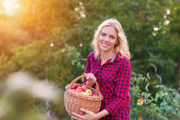 Bela mulher colheita de maçãs — Fotografia de Stock