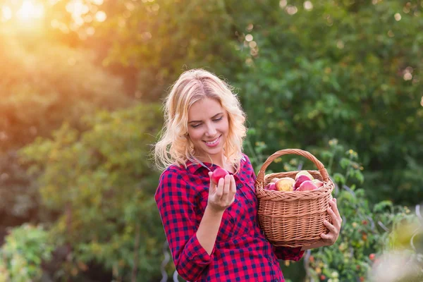 사과 수확 하는 아름 다운 여자 — 스톡 사진
