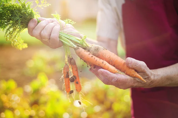 Senior vrouw oogsten wortelen — Stockfoto