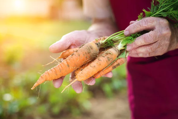 Старшая женщина собирает морковь — стоковое фото