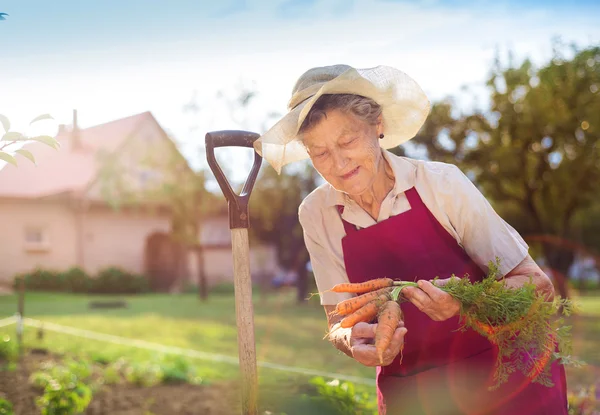 Donna anziana che raccoglie carote — Foto Stock