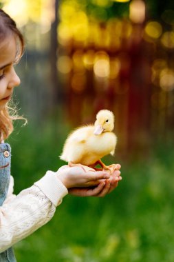 Avuçlarında küçük sarı ördek yavrusu tutan kız.