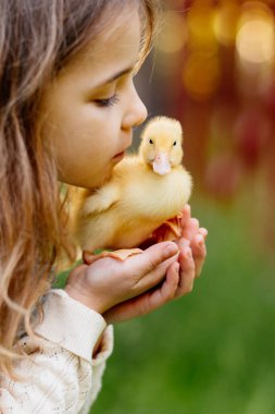Avuçlarında küçük sarı ördek yavrusu tutan kız.