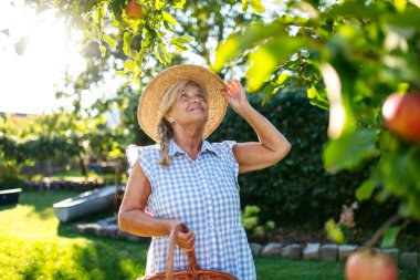 Gülümseyen yaşlı çiftçi ağaçtan olgun elmaları topluyor. Sonbahar mevsimi.