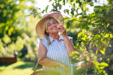 Gülümseyen yaşlı çiftçi ağaçtan olgun elmaları topluyor. Sonbahar mevsimi.