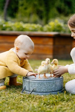 Ablam küçük kıza küçük ördek yavrularını gösteriyor. Çiftlik konseptinde hayat.