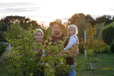 Ebeveynler ve küçük çocuk gün batımında bahçede elma topluyorlar..