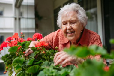 Balkonda saksı çiçekleriyle ilgilenen yaşlı bir kadın. Sardunya çiçekli balkon bahçesi.