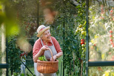 Hasat mevsiminde serada olgun domates toplayan yaşlı bir kadın..