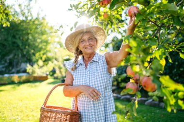 Gülümseyen yaşlı çiftçi ağaçtan olgun elmaları topluyor. Sonbahar mevsimi.