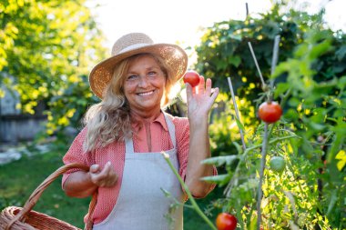 Gülümseyen yaşlı bahçıvan bahçede taze domates hasat ediyor, taze meyve tutuyor..