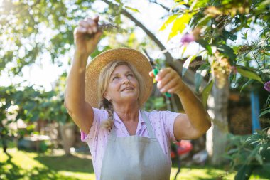 Bahçıvan budama makası ile bitki veya ağaç buduyor..