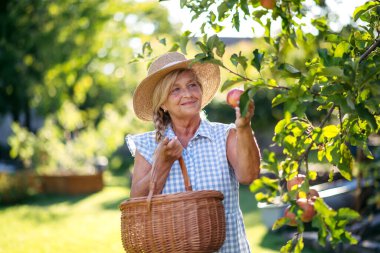 Gülümseyen yaşlı çiftçi ağaçtan olgun elmaları topluyor. Sonbahar mevsimi.