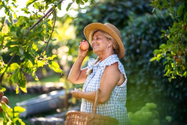 Gülümseyen yaşlı çiftçi ağaçtan olgun elmaları topluyor. Sonbahar mevsimi.