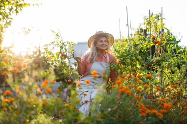 Yaşlı kadın çiftçi bahçede çiçeklerin arasında dinleniyor, bir fincan bitki çayı içiyor, kahve içiyor..