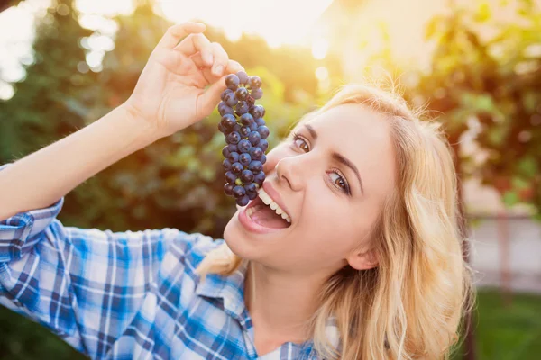 Mooie vrouw oogsten van druiven — Stockfoto