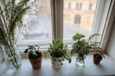 Konforlu dairenin pencere pervazına saksı ve çiçekler.