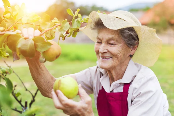 Seniorin in ihrem Garten — Stockfoto