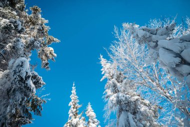Kış buzlu ağaçlar parlak mavi gökyüzünün altında.