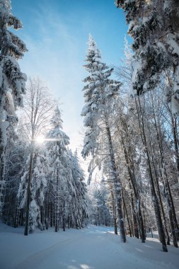 Kış buzlu ağaçlar parlak mavi gökyüzünün altında.