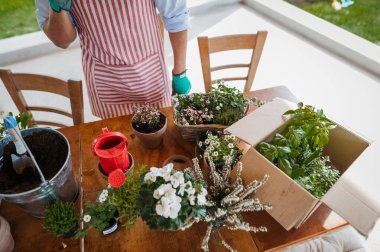 Evdeki yakışıklı erkek bahçıvan, çiçek dikiyor..