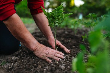 Toprağa ev yapımı domates tohumu ekiyorum. Sebze bahçesi.