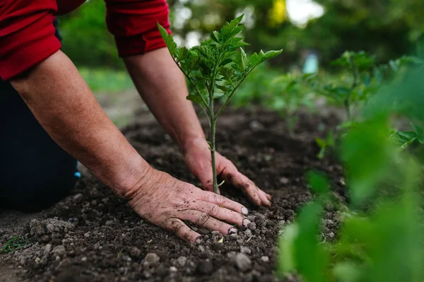 Toprağa ev yapımı domates tohumu ekiyorum. Sebze bahçesi.