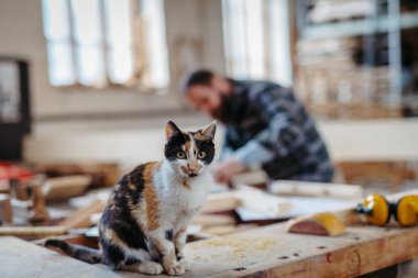 Ağaç atölyesindeki kedi, küçük işletme konsepti..