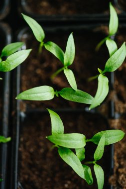 Sowing vegetable seeds indoors for seedlings in early spring. Little pepper seedlings.