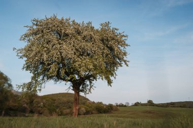 Çayır üzerinde yürüyen küçük bir kızın arka manzarası. Bahar mevsimi.