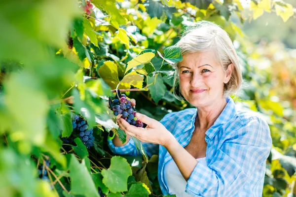 Vrouw oogsten van druiven — Stockfoto