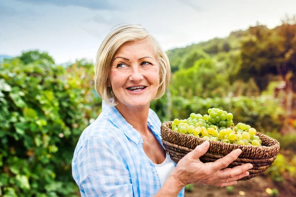Женщина собирает виноград — стоковое фото