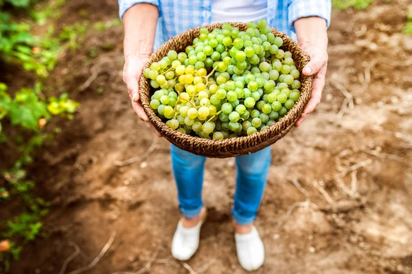 महिला कापणी द्राक्ष — स्टॉक फोटो, इमेज