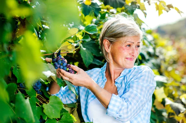 Mulher vindima uvas — Fotografia de Stock