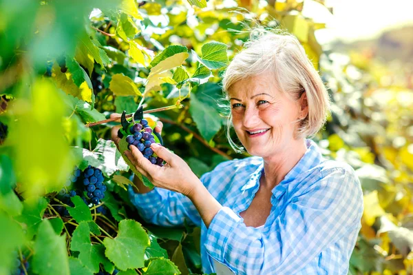 Vrouw oogsten van druiven — Stockfoto