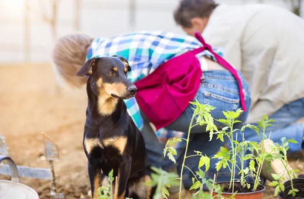 Senior nel loro giardino — Foto Stock