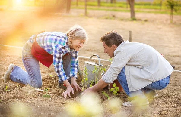 Senior in hun tuin — Stockfoto