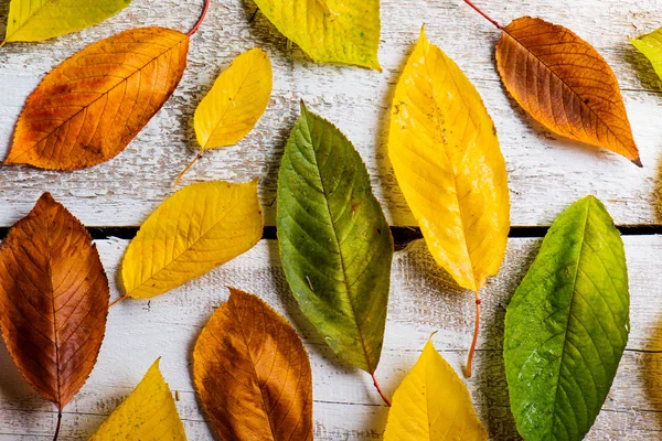 Zusammensetzung der Herbstblätter. — Stockfoto