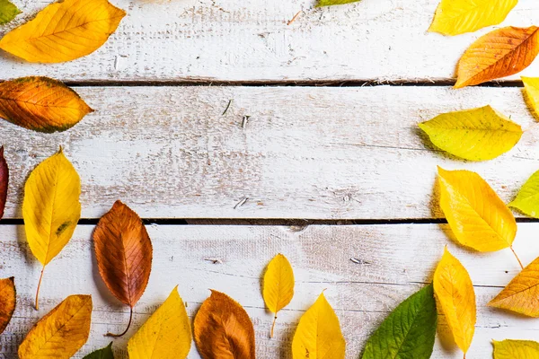 Zusammensetzung der Herbstblätter. — Stockfoto